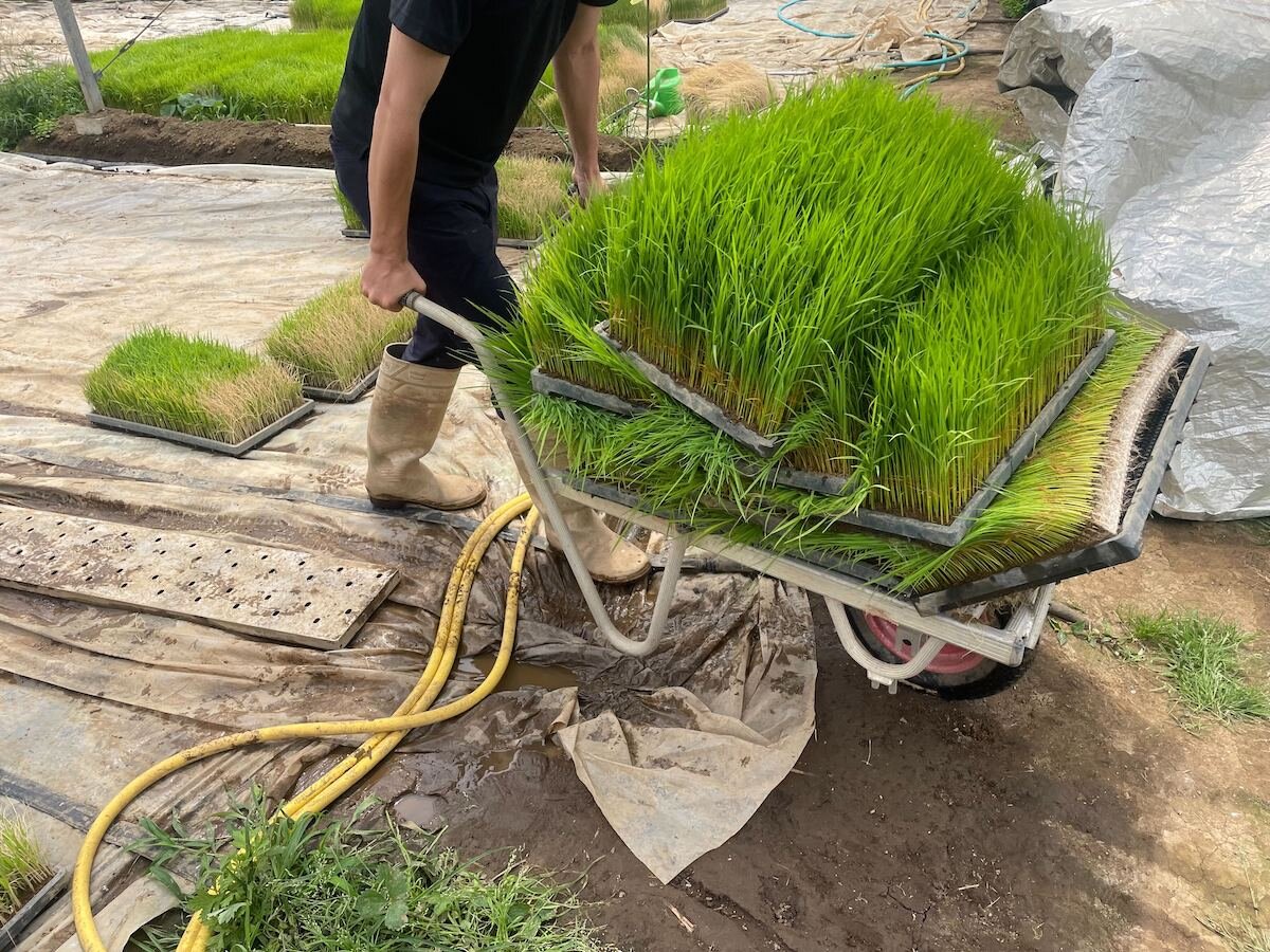 【農業DX】作業効率が190%向上！苗箱7,000枚の運搬を支える電動一輪車の実力